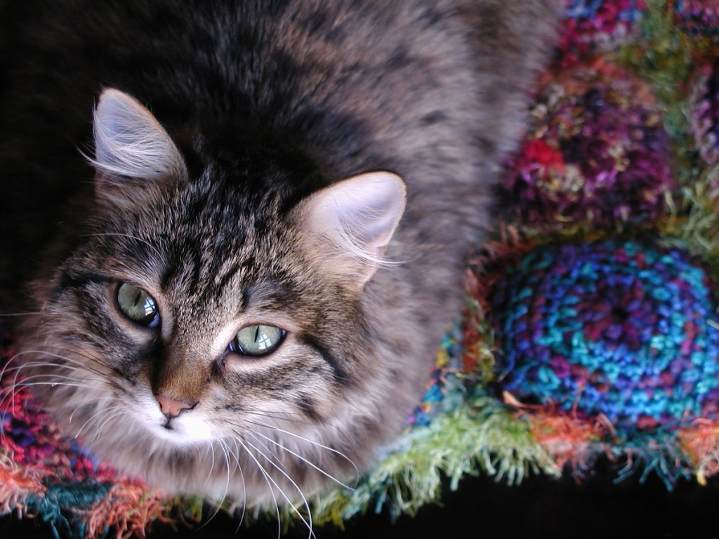 Kitten’s Favorite Square Chair Cushion - Cuscino arredo per sedia “Il Preferito del Micio”